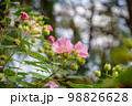 ピンク色のフヨウの花 98826628