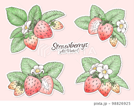 水彩風いちごの主線ありイラスト　白フチシール風ベクター素材 98826925