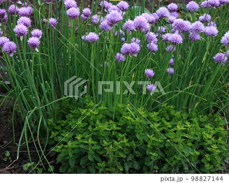 Flowering chives, lat. Allium schoenoprasum, and oregano in permaculture garden Flowering chives, lat. Allium schoenoprasum, and oregano in permaculture garden 98827144