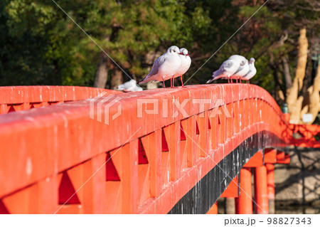 冬の天王川公園、羽を休めるユリカモメ〈愛知県津島市〉 冬の天王川公園、羽を休めるユリカモメ〈愛知県津島市〉 98827343