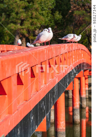 冬の天王川公園、羽を休めるユリカモメ〈愛知県津島市〉 冬の天王川公園、羽を休めるユリカモメ〈愛知県津島市〉 98827344