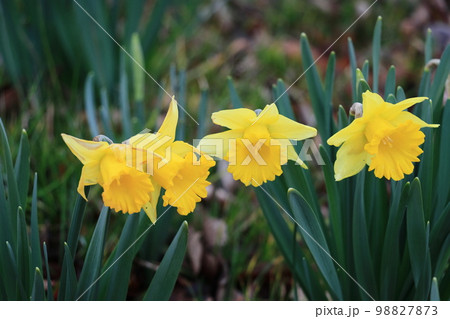 黄色の水仙 ラッパスイセン 水仙の花 黄色の水仙 ラッパスイセン 水仙の花 98827873