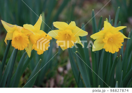 黄色の水仙　ラッパスイセン　水仙の花 98827874