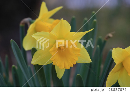 黄色の水仙 ラッパスイセン 水仙の花 黄色の水仙 ラッパスイセン 水仙の花 98827875
