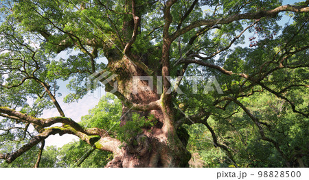 蒲生の大楠（鹿児島） 98828500