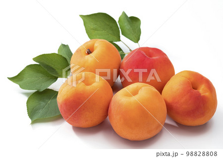 白バックのあんず 白バックのあんず 98828808