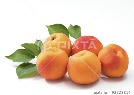 白バックのあんず 白バックのあんず 98828814