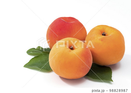 白バックのあんず 白バックのあんず 98828987