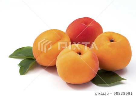 白バックのあんず 98828991