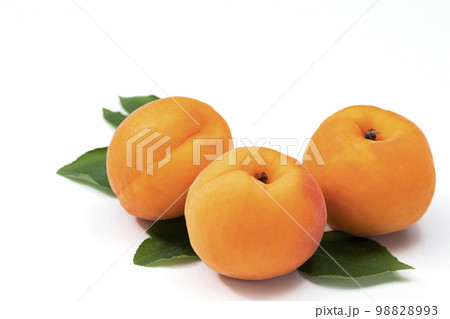 白バックのあんず 白バックのあんず 98828993