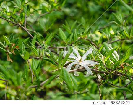 White flower of Magnolia stellata, sometimes called the star magnolia. Natural spring background with flowers in bloom. White flower of Magnolia stellata, sometimes called the star magnolia. Natural spring background with flowers in bloom. 98829070