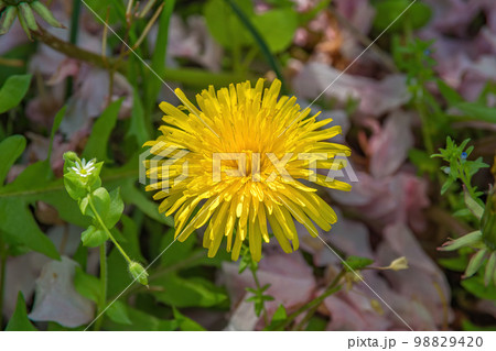 春の光に輝くタンポポ 98829420