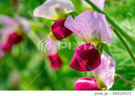 赤とピンクが美しいエンドウの花 98829422