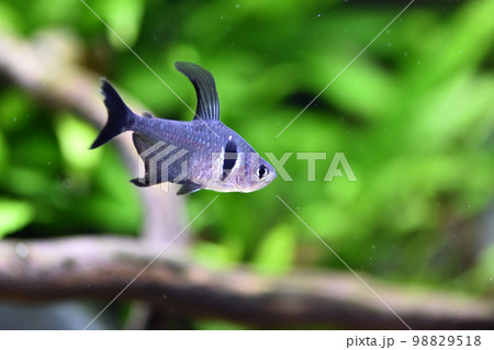 熱帯魚 トロピカルフィッシュ 魚 98829518