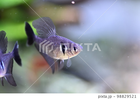 熱帯魚 トロピカルフィッシュ 魚 98829521