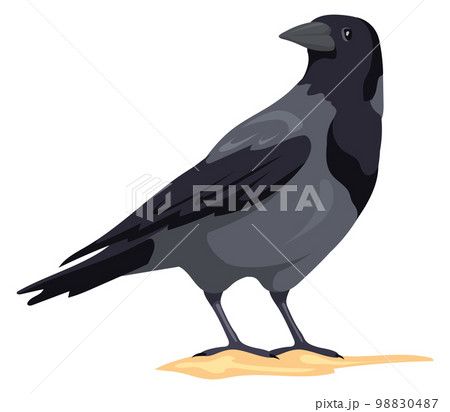Crow standing. Black feather bird. Wild fauna 98830487