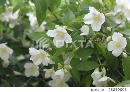 Jasmine flowers in sunlight, delicate white flowers. 98830808