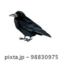 Raven Rook Bird Composition 98830975