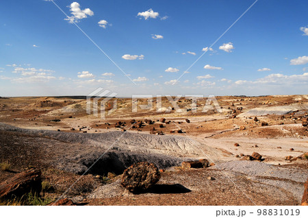 Petrified Forest Arizona 98831019