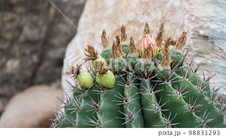 Closeup photo of the top part of a cactus plant, with flower buds growing on the tip of the cactus. Closeup photo of the top part of a cactus plant, with flower buds growing on the tip of the cactus. 98831293