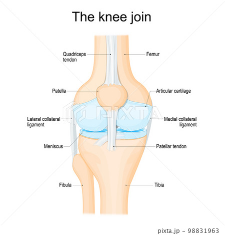 structure of a human knee joint structure of a human knee joint 98831963