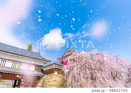 【桜吹雪イメージ】信州・上田城の桜と桜吹雪【長野県】 98832705