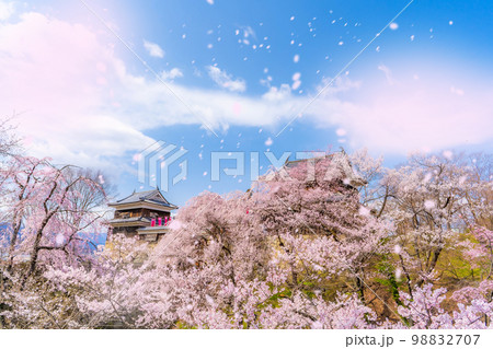【桜吹雪イメージ】信州・上田城の桜と桜吹雪【長野県】 98832707