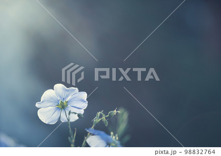 Flax flower or linum perenne on natural blue background 98832764