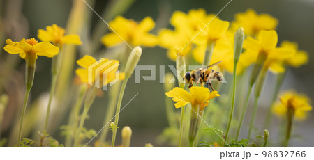 Honey Bee collecting pollen on yellow merigold flower 98832766