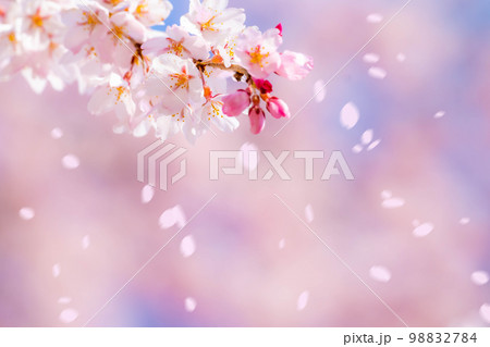 【桜吹雪素材】桜と青空と桜吹雪イメージ【長野県】 98832784