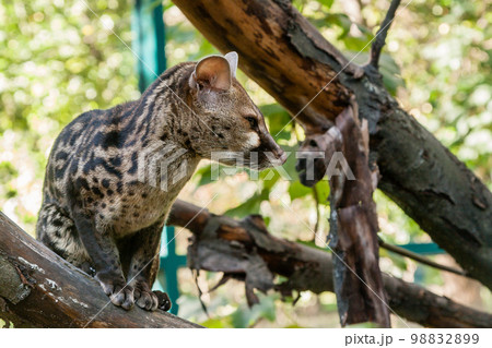 Spotted genetta on a close-up branch 98832899