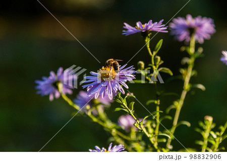 Field flowers on which insects and bees sit close up Field flowers on which insects and bees sit close up 98832906