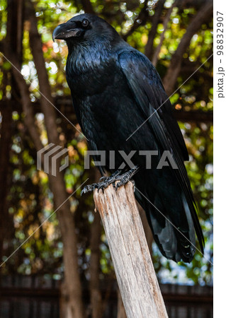 Big Black Raven sitting on a close-up branch 98832907