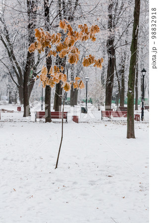 Winter leaves covered with snow and hoarfrost 98832918