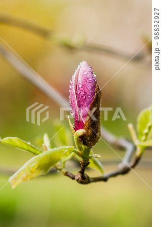 Macro blooming magnolia on a branch Macro blooming magnolia on a branch 98832927