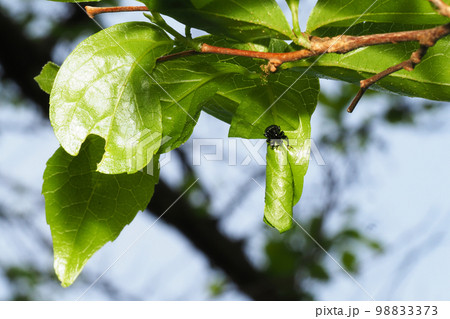 エゴツルクビオトシブミ（メス）揺籃作り 98833373