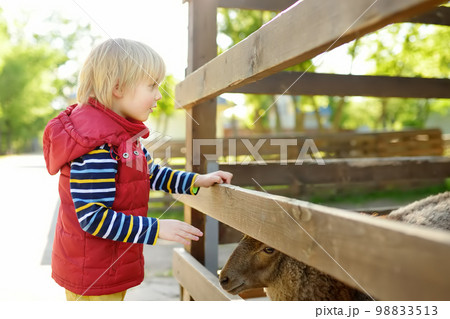 Little boy petting sheep. Child at outdoor petting zoo. Kid having fun in farm with animals. Children and animals. Fun for kids on school holidays. 98833513