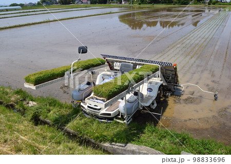 田植え作業中の水田 田植え作業中の水田 98833696