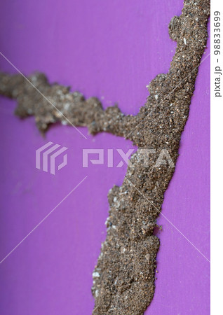 Sand tunnel made by termites Sand tunnel made by termites 98833699