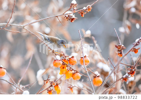 【野鳥】柿を食べに来たシロハラ 98833722
