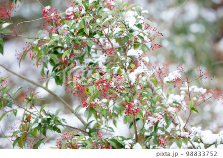 【野鳥】ナンテンを食べに来たウソ 【野鳥】ナンテンを食べに来たウソ 98833752