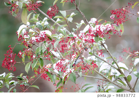【野鳥】ナンテンを食べに来たウソ 【野鳥】ナンテンを食べに来たウソ 98833772