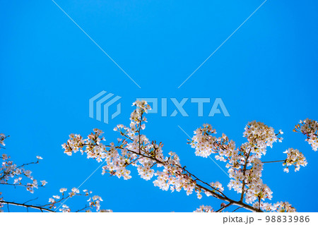 【桜素材】桜と青空【宮城県】 98833986
