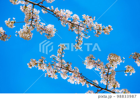 【桜素材】桜と青空【宮城県】 98833987