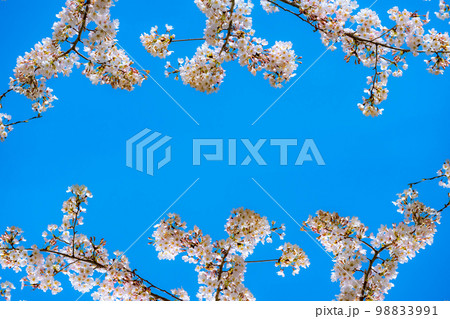 【桜素材】桜と青空【宮城県】 98833991