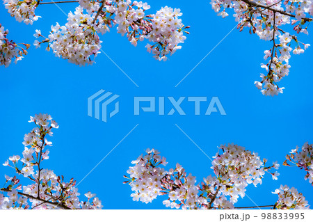 【桜素材】桜と青空【宮城県】 98833995