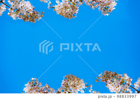 【桜素材】桜と青空【宮城県】 98833997