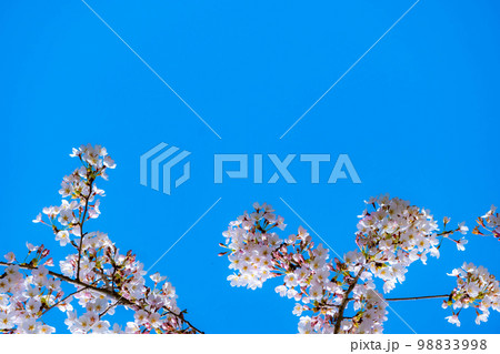 【桜素材】桜と青空【宮城県】 【桜素材】桜と青空【宮城県】 98833998
