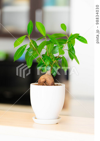 【インテリア】鉢植えされたガジュマル【植物素材】 98834030