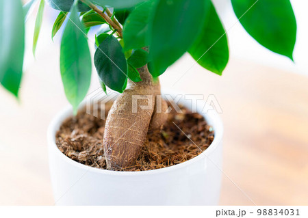 【インテリア】鉢植えされたガジュマル【植物素材】 98834031